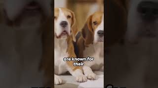 Beagle Bonanza 5 Fascinating Facts