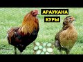 Разведение кур породы Араукана как бизнес идея | Куры Араукана с голубыми яйцами