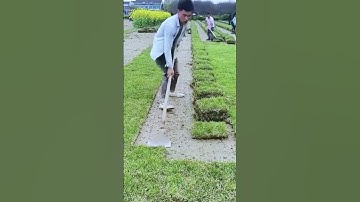 A simple sharp smart tool for collecting grass #satisfying #shorts