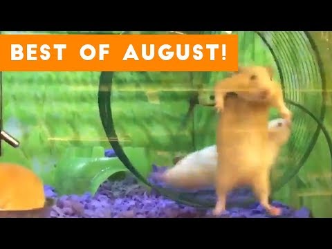 Funniest Pet Reactions & Bloopers of August 2017 | Funny Pet Videos