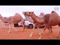 منقية الهايلات مالك الإبل محمد بن مسيفر الصواط العتيبي منقية الهايلات مالك الإبل محمد بن مسيفر الصواط العتيبي