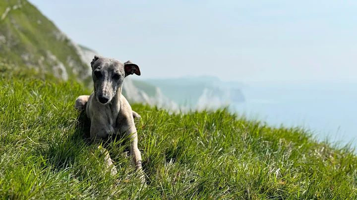 Top 5 Reasons Whippets Make the Best Pets