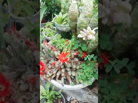 Vídeo: Què és un cactus de cacauet: com cultivar plantes de cactus Chamaecereus