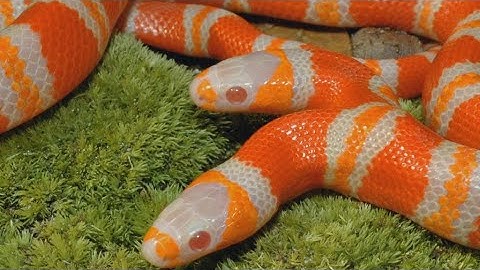 wormax-2-io Troll Hacker Snake vs 71417 Snakes Epic Slitherio Gameplay!