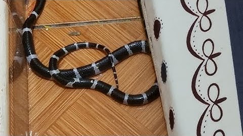 Rắn cạp nia cực độc bò vào phòng ngủ