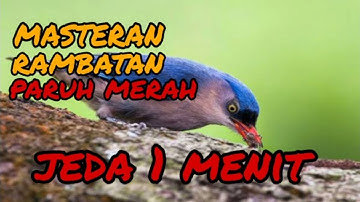 masteran rambatan paruh merah jeda 1 menit
