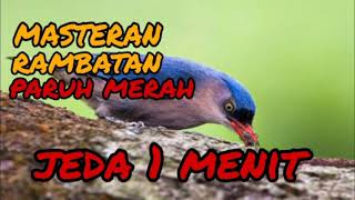 masteran rambatan paruh merah jeda 1 menit