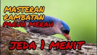 masteran rambatan paruh merah jeda 1 menit
