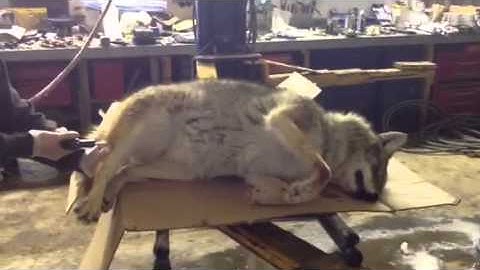 "Air Skinning" a coyote