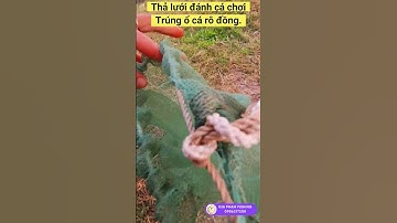 Thả lưới đánh cá, giăng lưới bắt cá chơi. Bất Ngờ, Trúng ổ cá rô đồng. net fishing #shorts