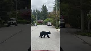 Bear Safely Navigates a Roadway
