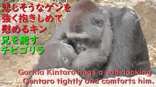 Gorilla Kintaro comforts the grieving Gentaro with a strong hug. Gentaro also clings to Kintaro.