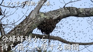 ニホンミツバチ4回目の巣別れ〜分蜂蜂球から待ち箱へ入居する瞬間〜