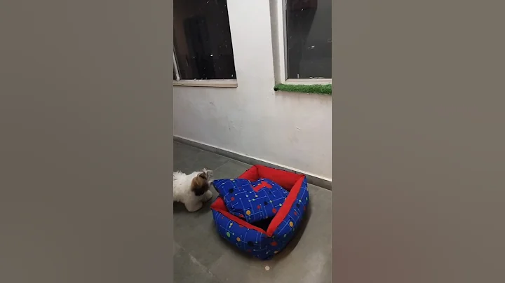 Shih Tzu puppy transformation! #shihtzu #reels #viral #cute #trending #shorts #dog #video #funny