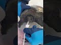 This weird head cover stops soft‑shell turtles from biting 🐢 #animals #turtlewatching #funny #petsのサムネイル