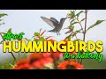 How to attract hummingbirds to a BALCONY in a high rise apartment building