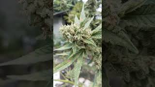 Sugar Baby S1 : CopyCat Genetics