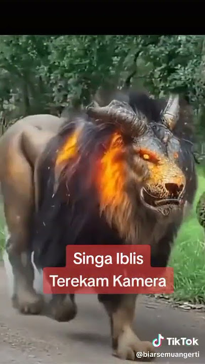 singa berjalan di padang rumput