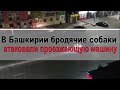 В Башкирии бродячие собаки атаковали проезжающую машину