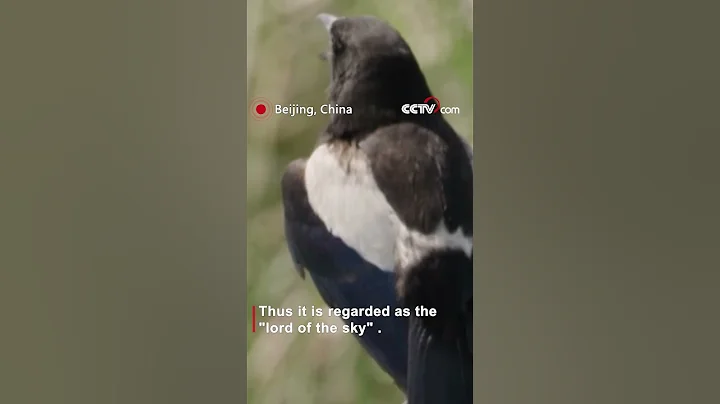 Why does a magpie dare to challenge a golden eagle? - DayDayNews