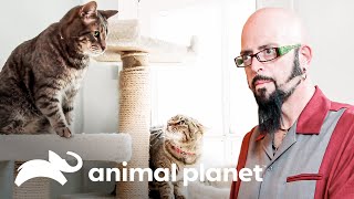 Gatos de casal não se dão bem e brigam por toda a casa | Meu Gato Endiabrado | Animal Planet Brasil