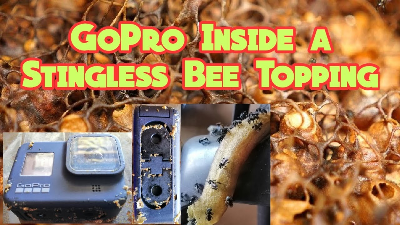 Gopro Bee GoPro Inside a Stingless Bee Topping | Kamera GoPro Dalam Topping ...