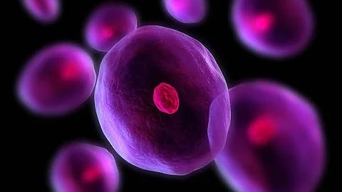 Em que região da célula ocorre a duplicação A transcrição é a tradução?