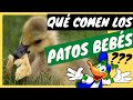 qué comen los patos bebés // COMIDA para PATOS BEBES // qué comen los patitos // QUÉ COMEN LOS PATOS