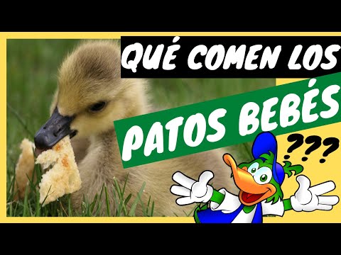 Video: Cómo Alimentar A Los Patos En El Parque