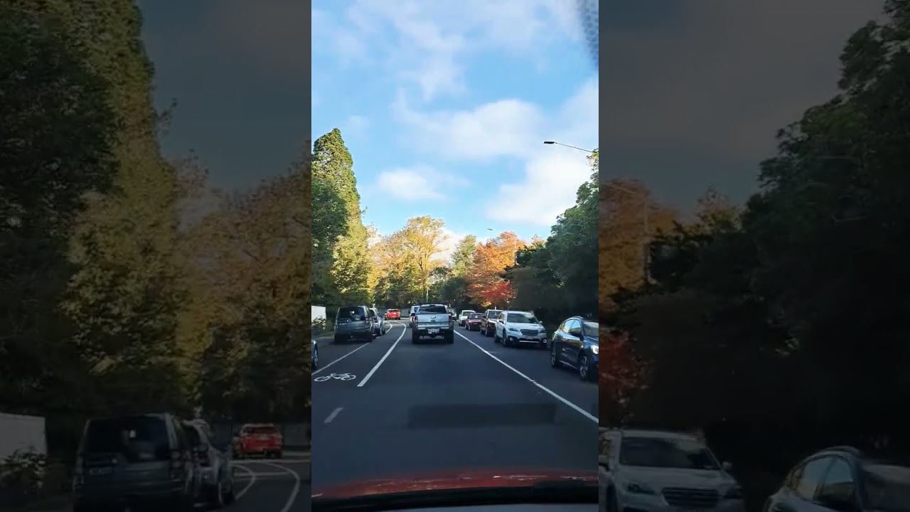 Amazing Beautiful View of the Colorful Trees 🌳 On The Side of the Road Asmr 