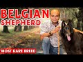 Belgian Shepherd - Rare Puppy Dog Breed in India (Color, Attack, Barking, Training) Baadal Bhandaari