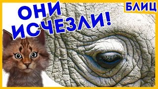 Очередной Вид Исчез С Лица Земли! | Котоновости БЛИЦ Очередной Вид Исчез С Лица Земли! | Котоновости БЛИЦ