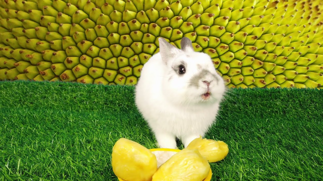 Jackfruit🍐 Is No Match For Cute Rabbit🐇 ASMR YouTube