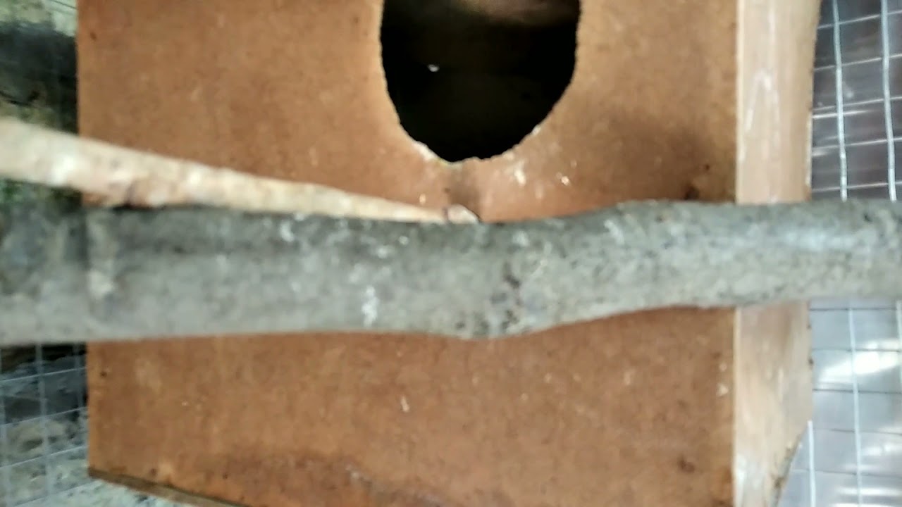 Мои новости, попугаи, чумиза, сенегальское просо🌾