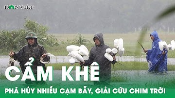 Phú Thọ: Cẩm Khê phá hủy nhiều cạm bẫy, giải cứu chim trời thoát nạn | Báo điện tử Dân Việt