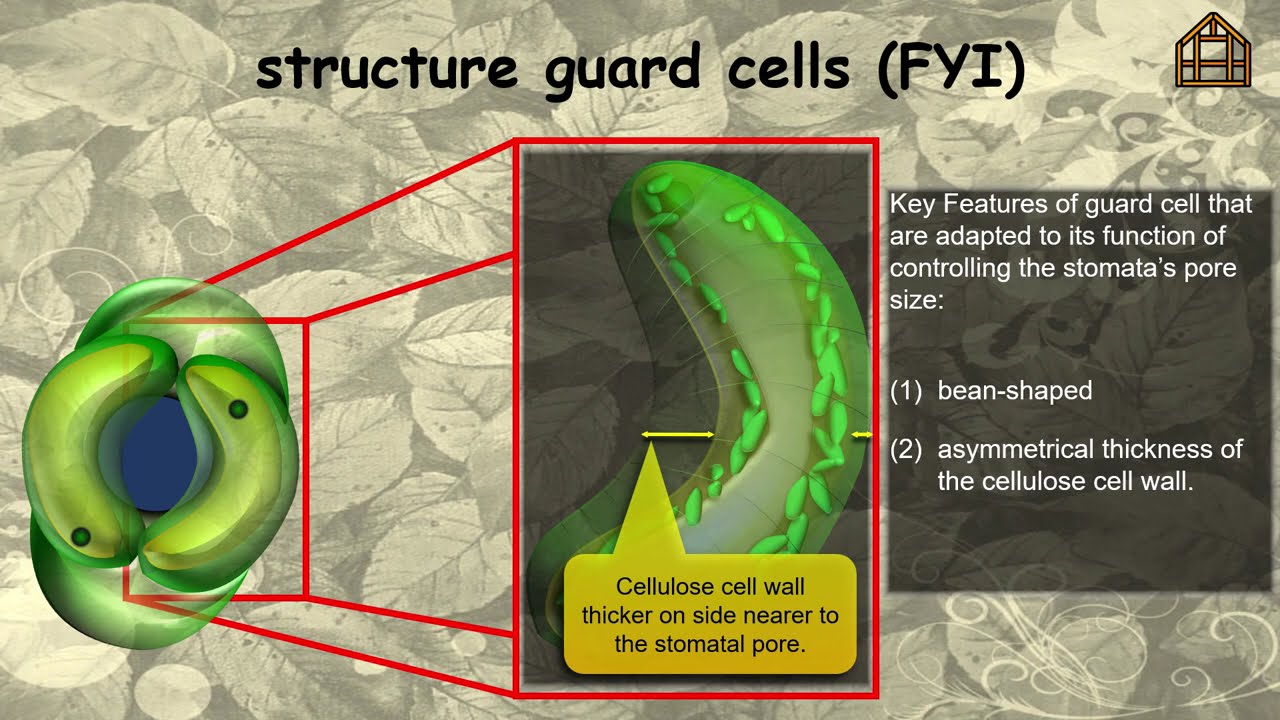 Flowering Plant (Pure) Part 4: Stomata Explained in 4 minutes