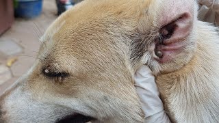 Kindness Mom Help Her Dog To Get Rid Of Dog's Fleas And Ticks