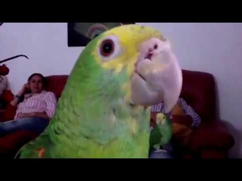 LORO CABEZA AMARILLA BEBE