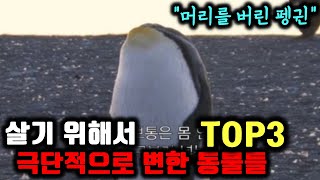 살기 위해서 꼭 이렇게까지 변했어야만 했나 싶은 동물들