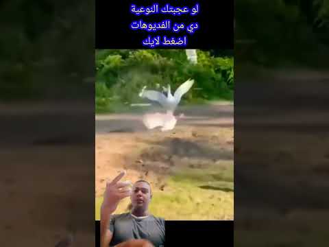 البطة دي عاملة دماغ ولا ايه