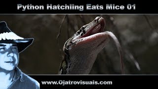 Python Hatchling Eats Mice 01 Stock Footage