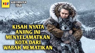 Aksi Heroik Anjing Dan Tuannya Yang Menyelamatkan Umat Manusia  ALUR CERITA FILM Togo