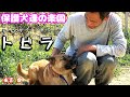 【心にジーンとくる動画】ポチパパを歌にして頂きました！永吉愛「トビラ」