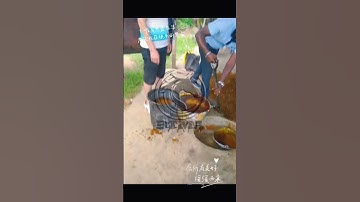 3T/H palm fruit oil processing machine #palmoilmill #palmoilplantation #palmoilmalaysia #palmoil