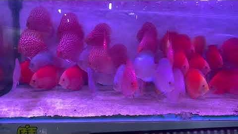 Đèn XML Pha Lê trong suốt cao cấp