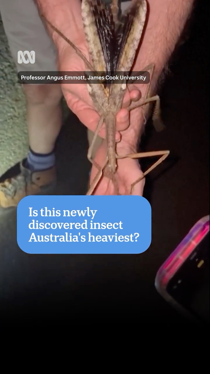 Giant stick insect discovered in Australia | ABC NEWS - YouTube