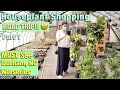 HUGE Mini-Monstera for $20! ROAD TRIP Plant Shopping & HAUL! MUST VISIT Durham, NC Nurseries. PART 1