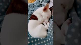 How to make a dog sleep through the night