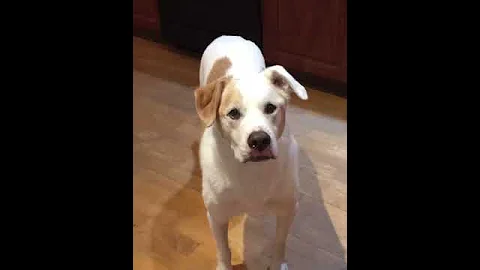 When Harley wants a potato chip, he's the best beh...