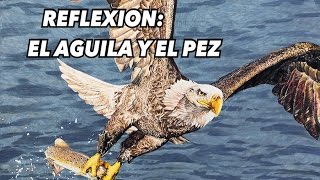 REFLEXION:EL PEZ Y EL ÁGUILA